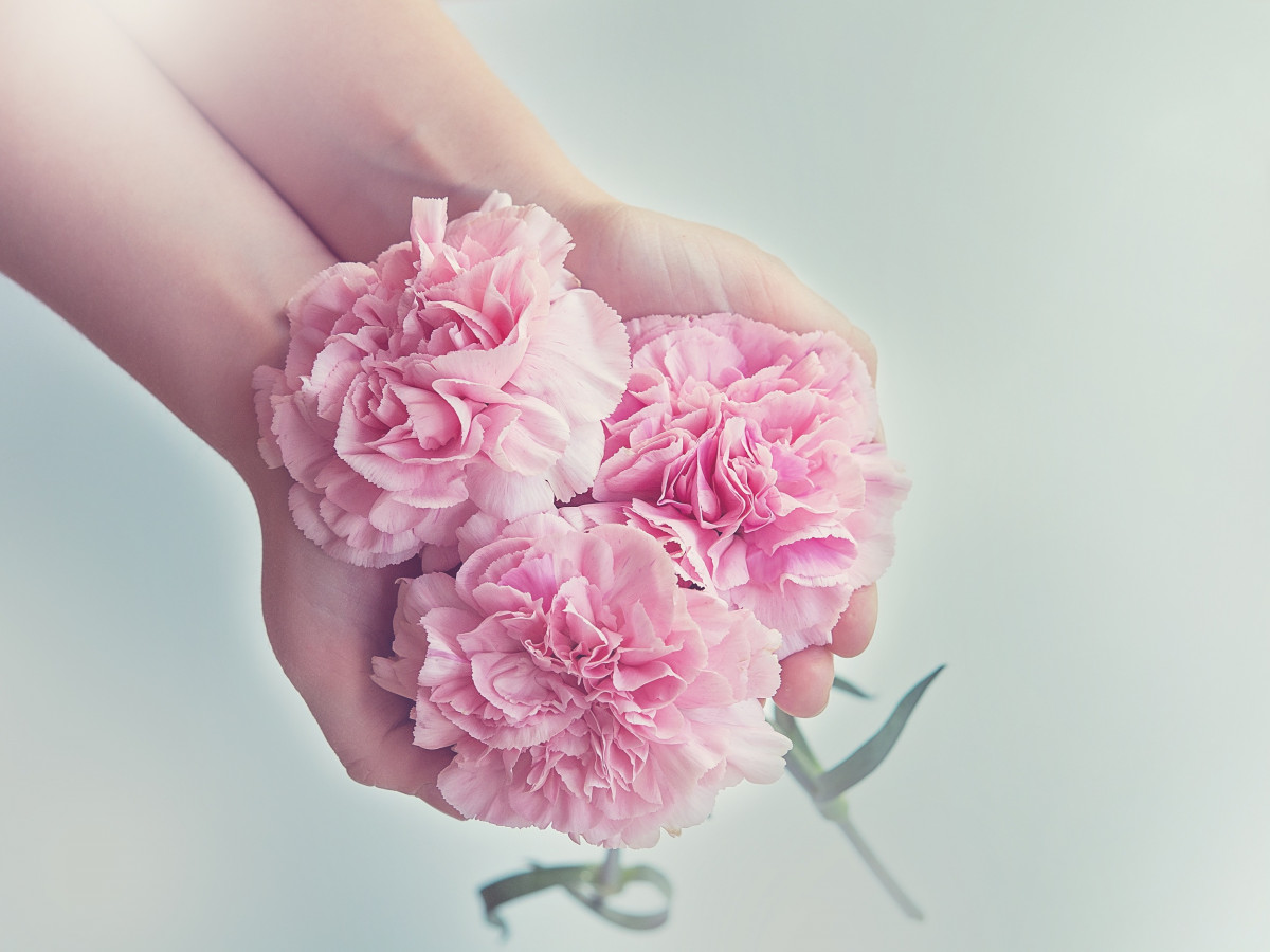 cloves_flowers_pink_carnation_pink_three_schnittblume_hands_keep-629561.jpg