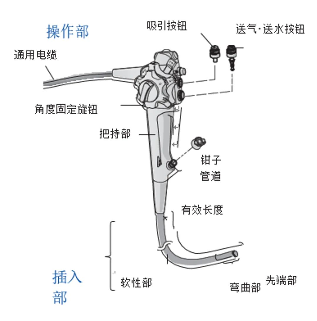 內窺鏡結構.jpg