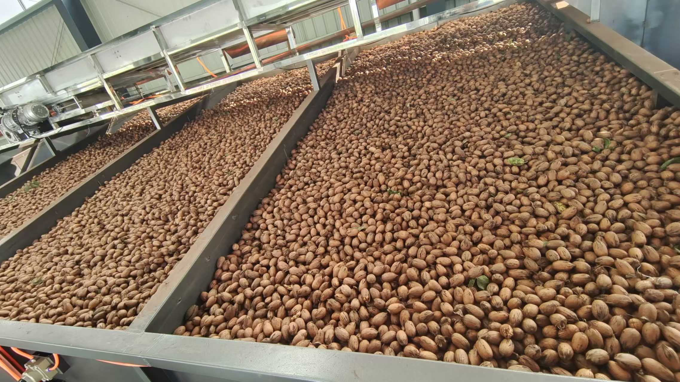 Pecan trees have harvested a bountiful crop, welcoming a fruitful autumn.