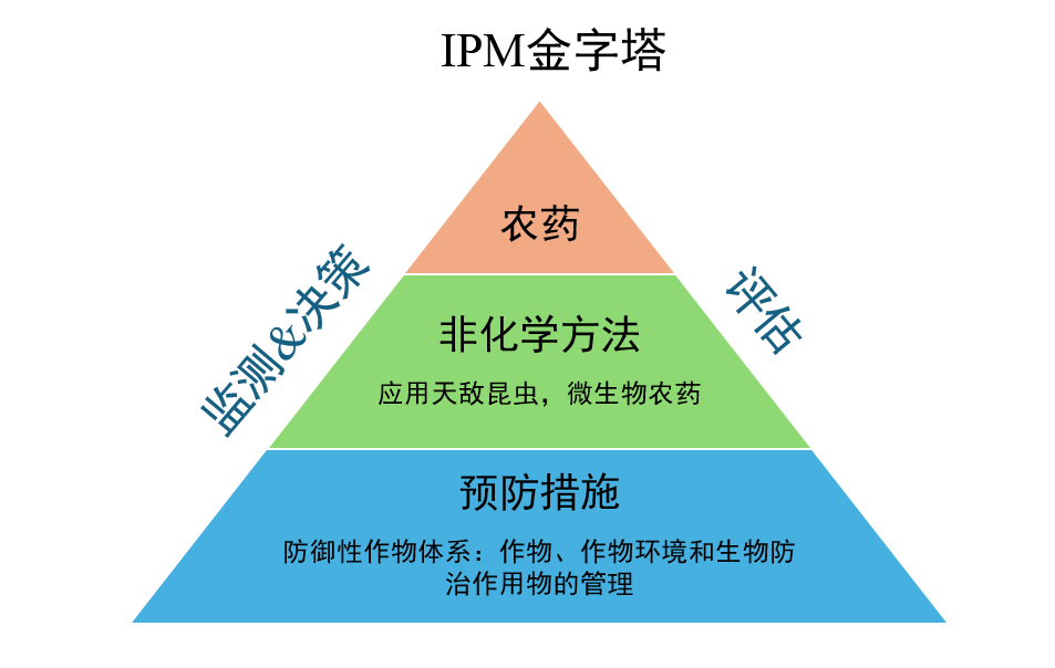 ipm金字塔