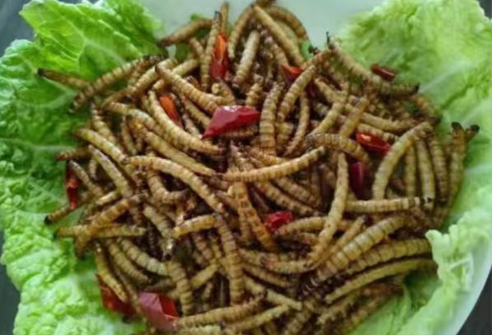 蛋白虫在众多昆虫中营养丰富，饲养方便，容易开发