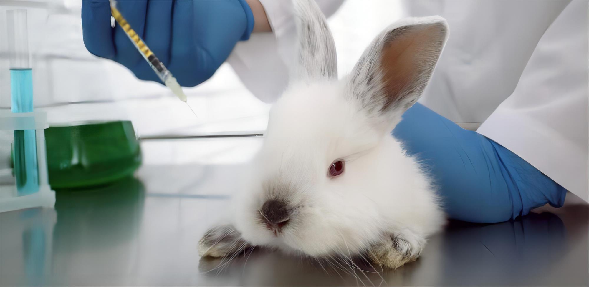 animal-issues-animal-testing-injecting-rabbit-lab-e1681946179994-825x402.jpg