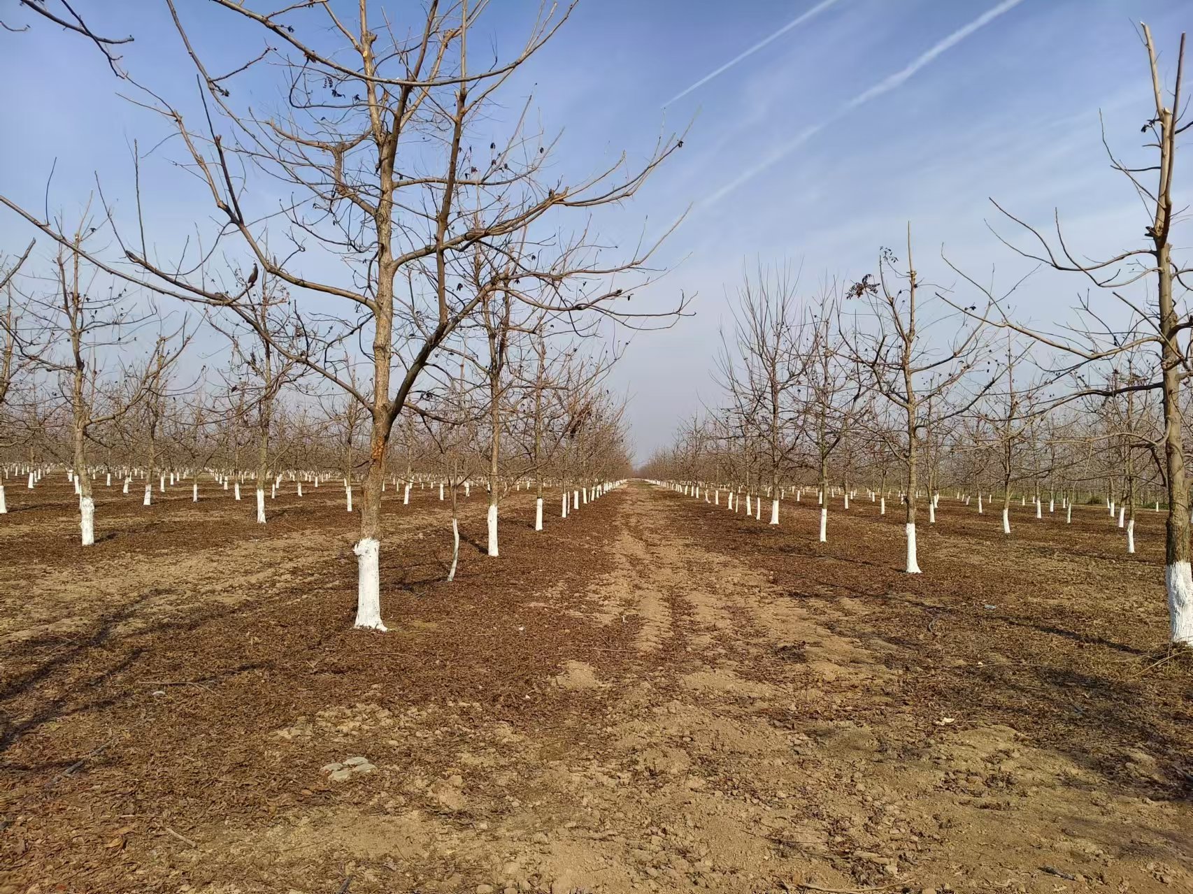 Pecan Tree Winter Management Initiative Laying the Groundwork for a Prosperous Harvest, Rejuvenating the Orchard