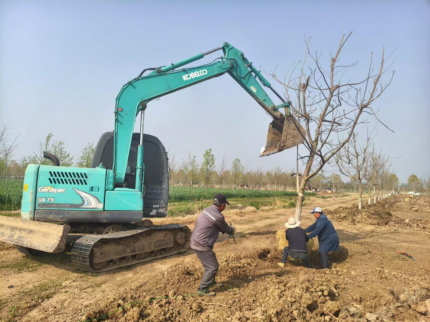 Steady Progress Made in Transplanting Pecan Trees at Hongfengyuan Project