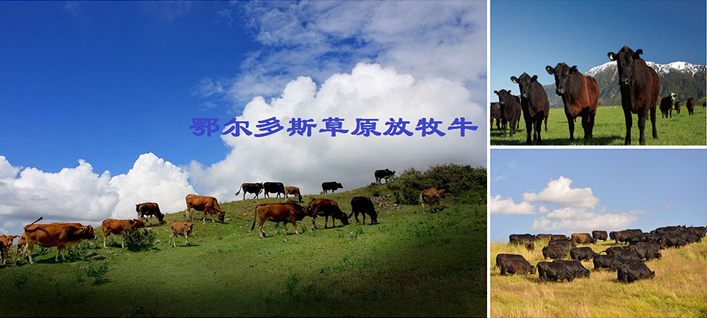 有机草原牛牧养基地.jpg