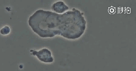 640_wx_fmt=gif&wxfrom=5&wx_lazy=1&tp=webp (1).gif