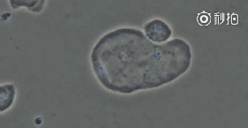 640_wx_fmt=gif&wxfrom=5&wx_lazy=1&tp=webp (2).gif